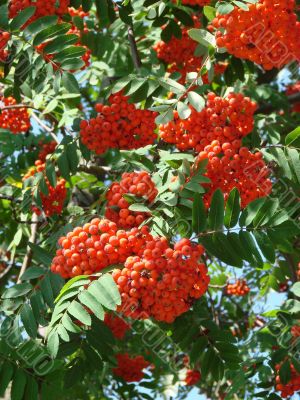 Summer Rowan tree berries clusters
