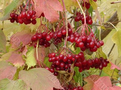 Autumn Snowball-tree Berry Bunch