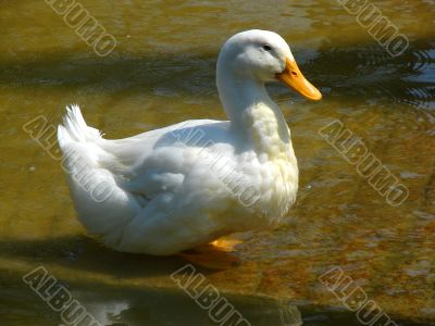 Duck.
