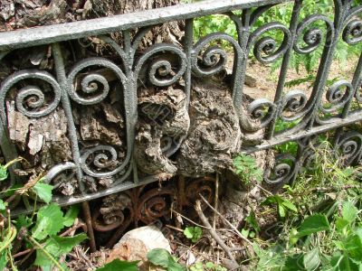 Tree and Metal Ancient Interlacing