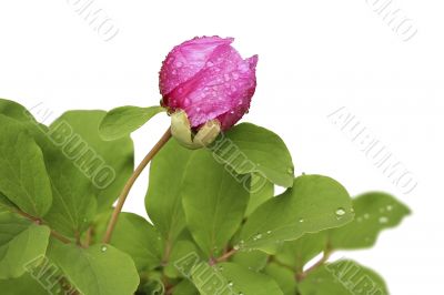 flowers isolated flowers isolated