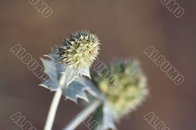 wild flower macro