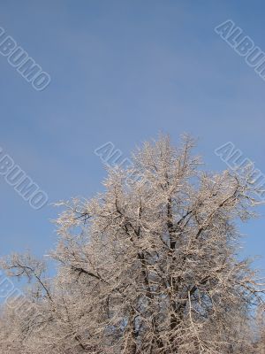 Hoarfrost on branches on blue sky background