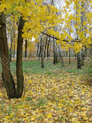 Autumn yellow alley