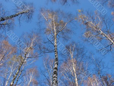  birch tree alley logs upon blue sky