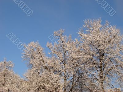 Hoarfrost on branches on blue sky background