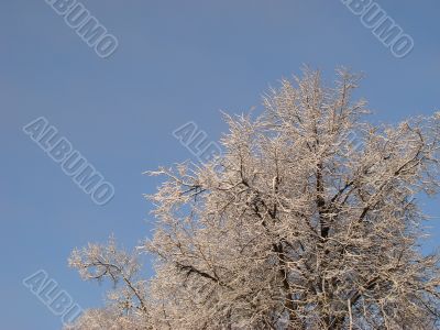 Hoarfrost on branches on blue sky background