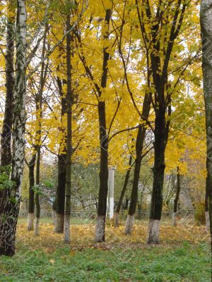 Autumn yellow alley