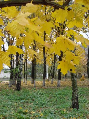 Autumn yellow alley