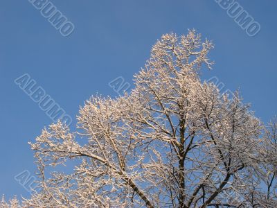 Hoarfrost on branches on blue sky background