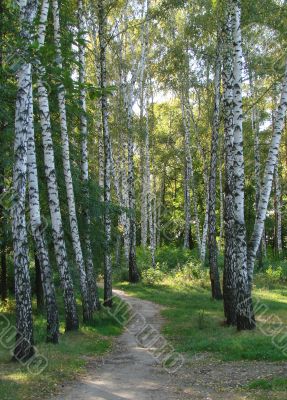 Summer light white green birch trees alley