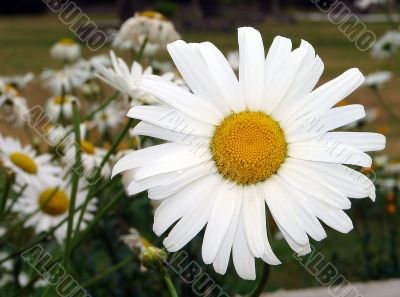 Alone big white daisy wheel
