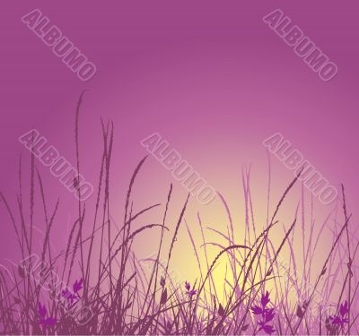 Grass vector silhouette and sunset
