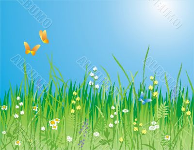 Flowers, grass and butterfly