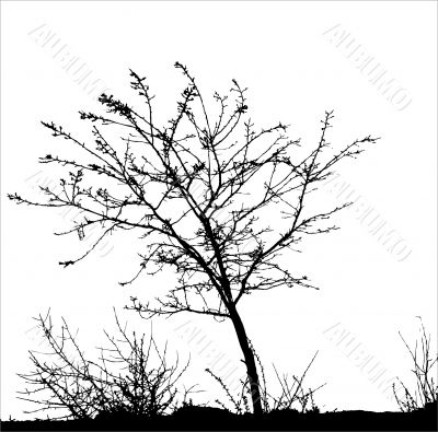 Tree / vector silhouette