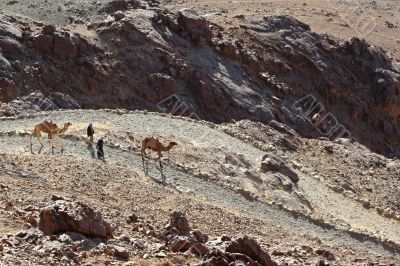 Landscape with camels and men