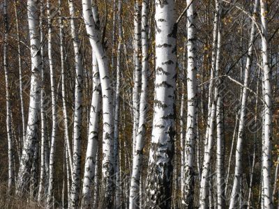 Birch countless tree alley