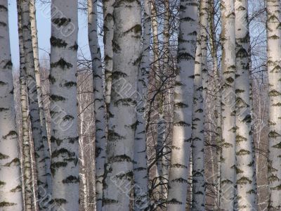 Birch countless tree row