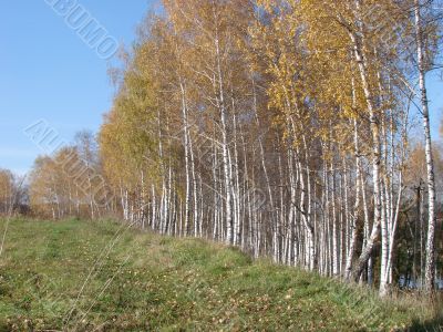 Yellow fall birch alley perspective