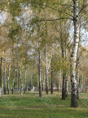 Yellow fall birch alley perspective