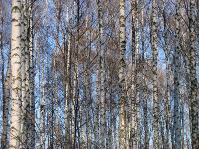 Birch countless tree alley