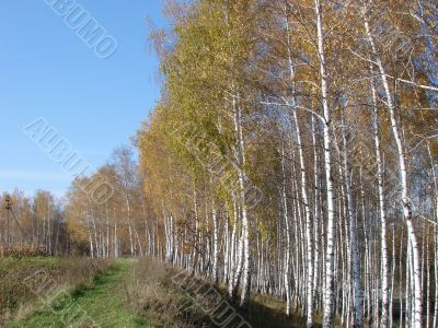 Yellow fall birch alley perspective