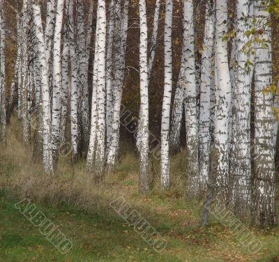 Yellow fall birch alley perspective