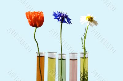 flowers in test tubes