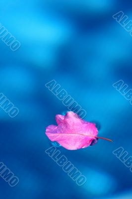 Leaf on pool Leaf on pool