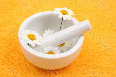 camomile camomile