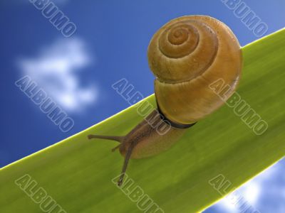 Snail