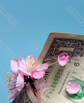 Cherry flowers and dollar