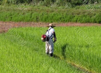Man working in the rice field