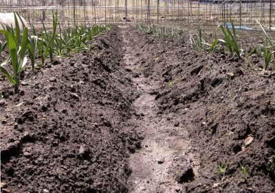 Vegtables garden-close-up