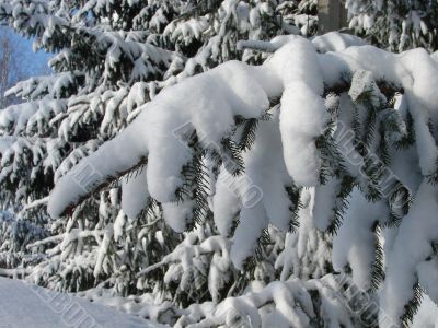 Winter snowy landscape with fur-trees