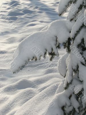 Winter snowy landscape with fur-trees