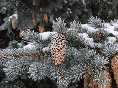 Snow-covered fur-tree branch with cones