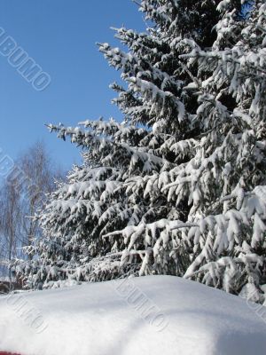 Winter snowy landscape with fur-trees