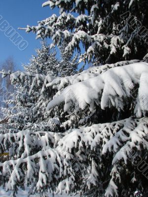 Winter snowy landscape with fur-trees