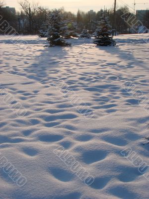 Winter snowy landscape with fur-trees