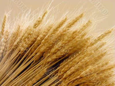 Wheat ears