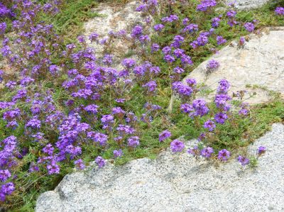 Flowers on stones