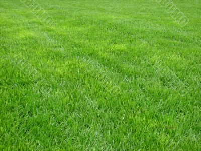 Green grass