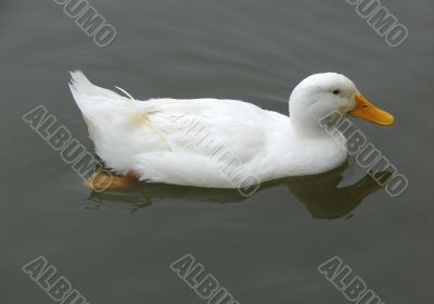 Duck.