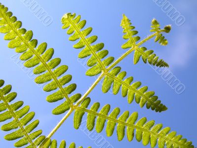 Fern plant