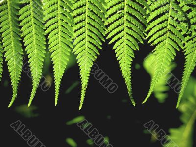 Green fern