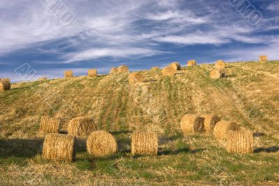 Hay bales standing ready to be collected