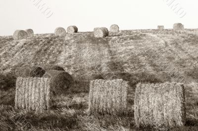 Hay bales standing ready to be collected