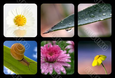 Nature collage with nature elements