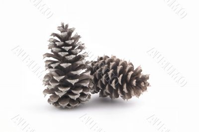 pine cones